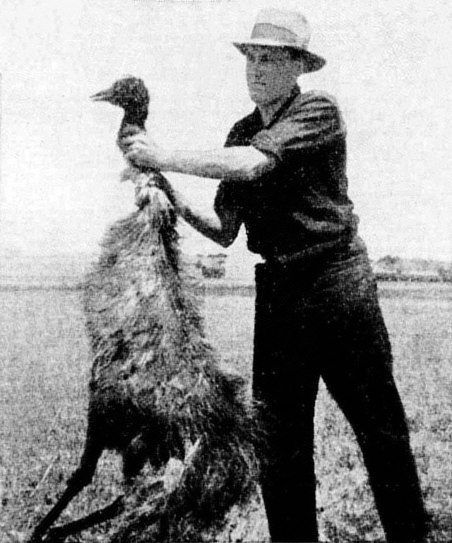 The Emu War: When Bird Defeated Men