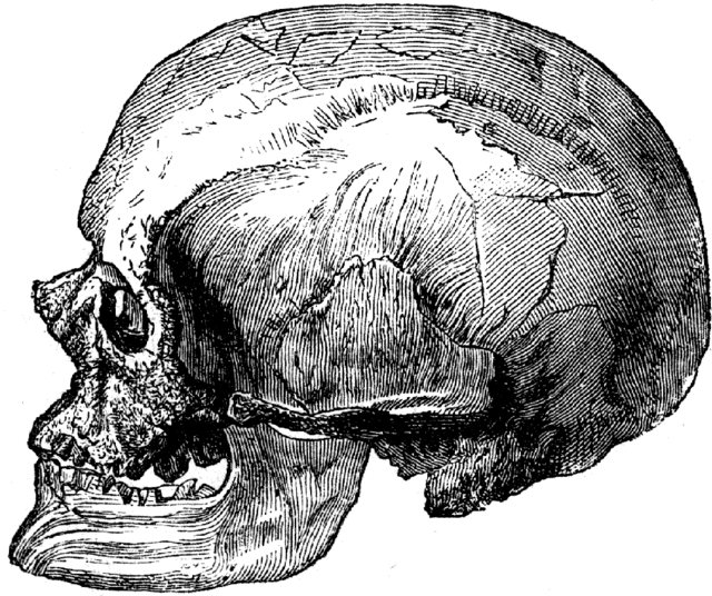 Cro-Magnon and Neanderthal